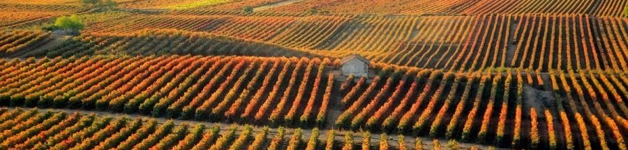 La nube de Microsoft en el sector vitivinícola