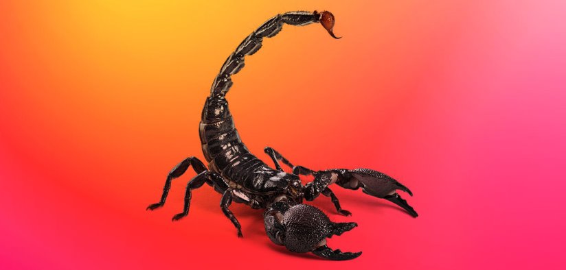 Todo sobre DeathStalker